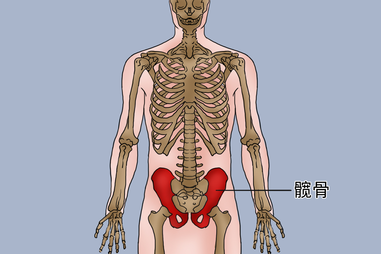 髋骨在人体位置图