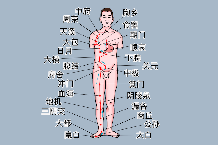 脾经循行图
