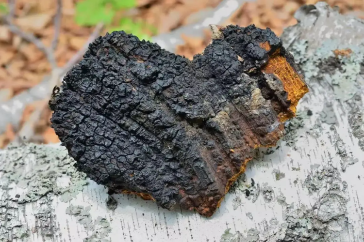 白桦茸图 白桦茸图