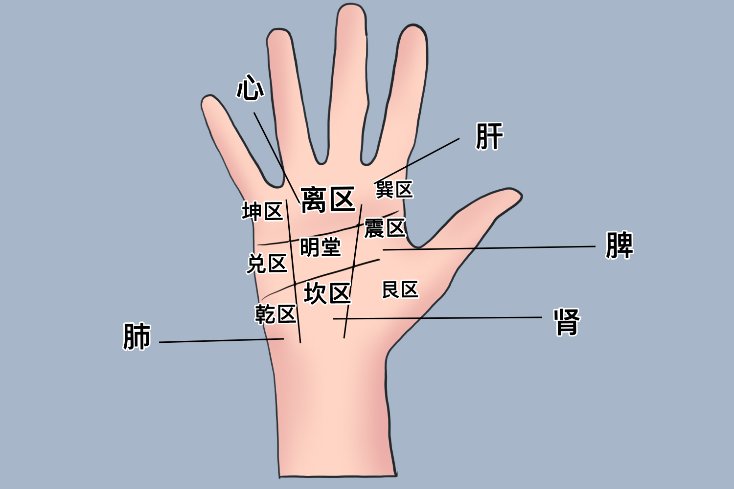 手掌五脏全息图