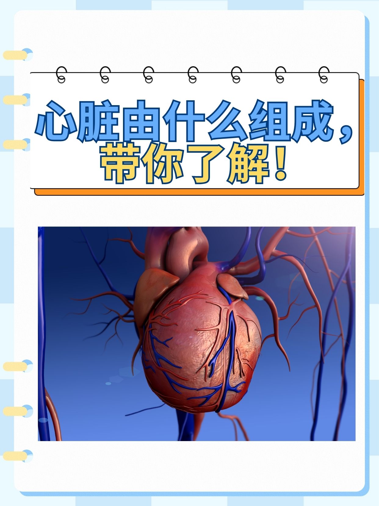 心脏由什么组成，带你了解！
