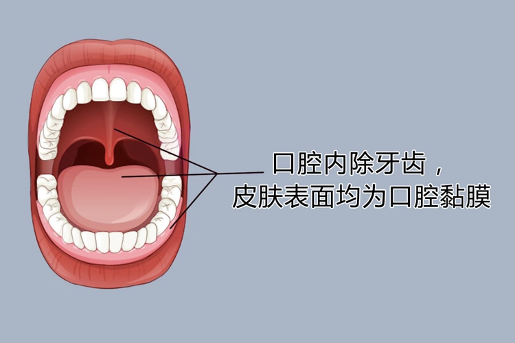 口腔黏膜位置图 口腔黏膜位置图