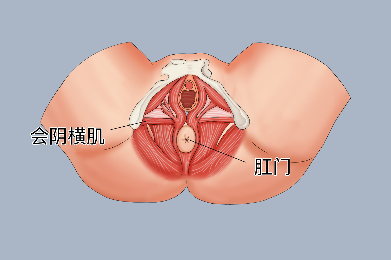 肛门位置图