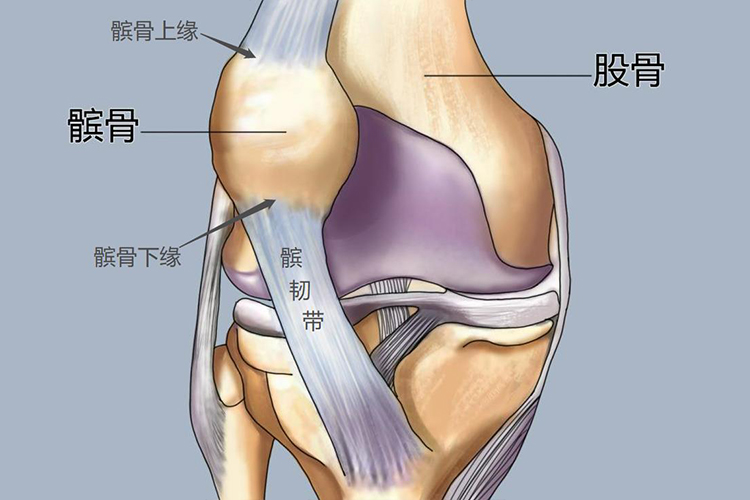 髌骨上下缘位置图