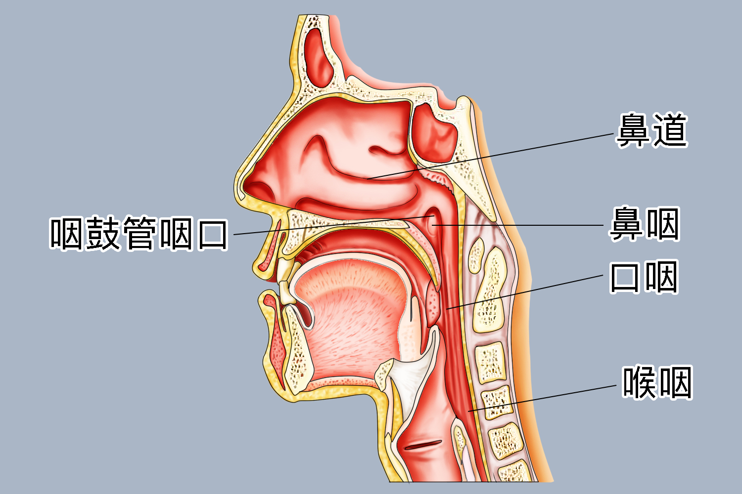 喉的侧面观图