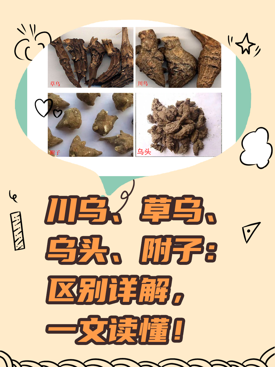 川乌、草乌、乌头、附子：区别详解，一文读懂！