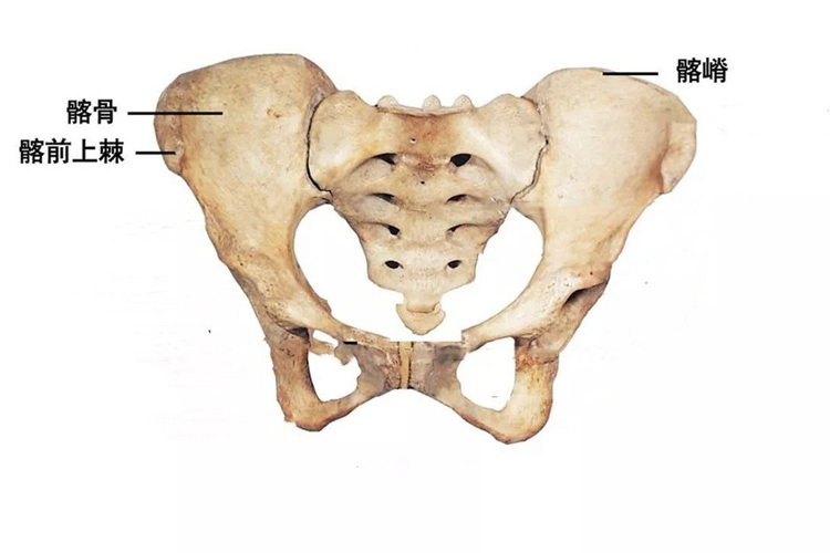 髂前上棘的位置图