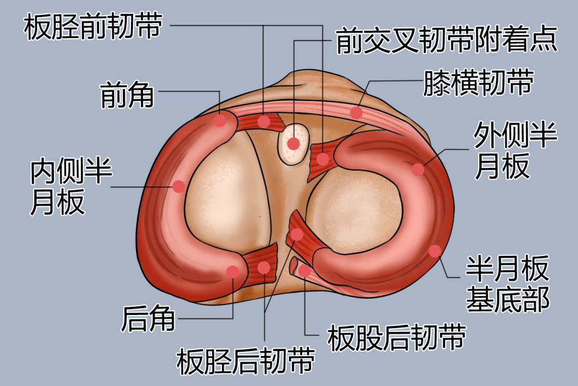 膝盖内侧半月板疼痛怎么治疗