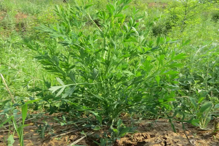 中药防风植株图