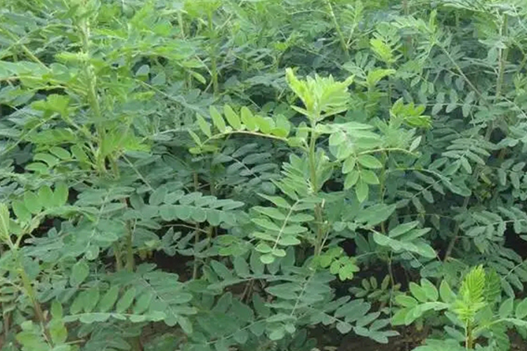 黄芪植株图片图片