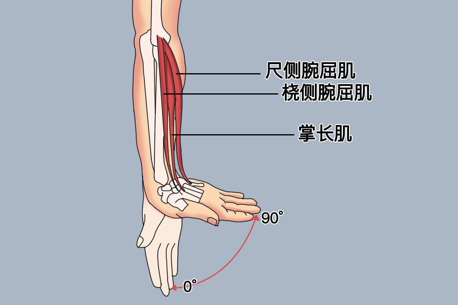 掌屈示意图 掌屈示意图