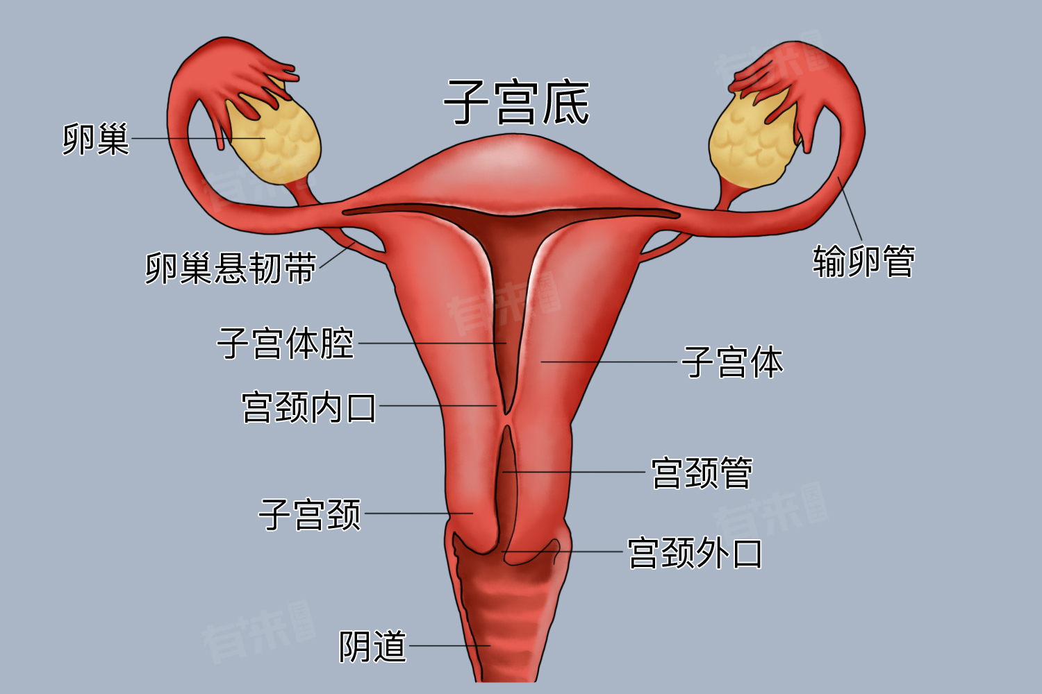 双附件未见明显异常是什么意思
