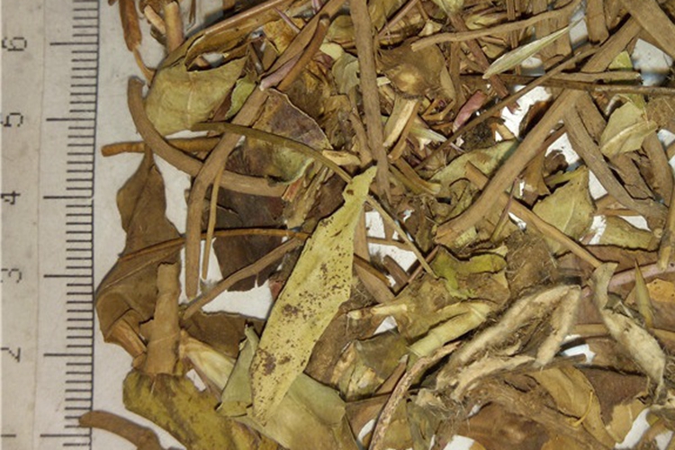 一支香药材性状图