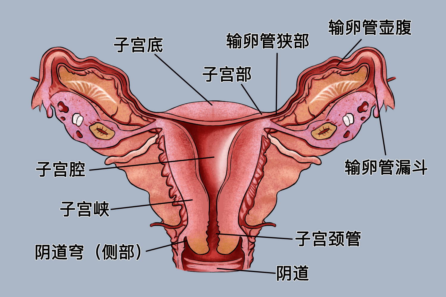 子宫有多大面积图
