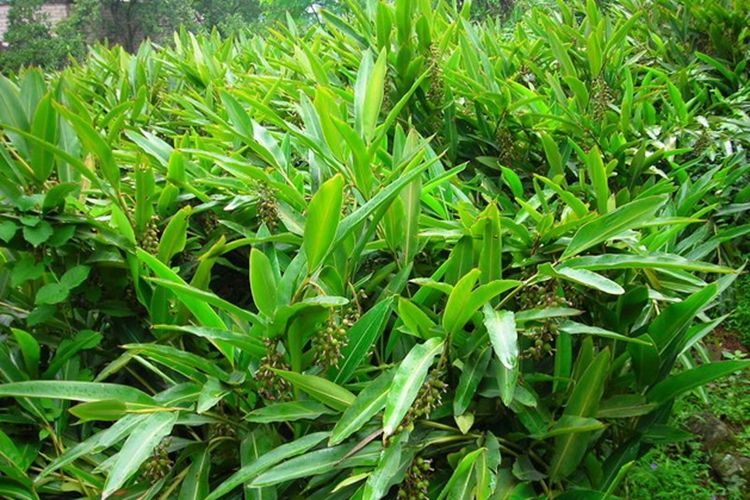 砂仁植株图
