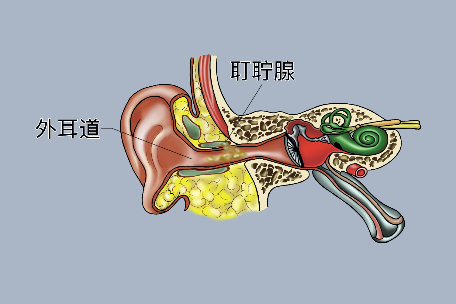 耵聍产生图