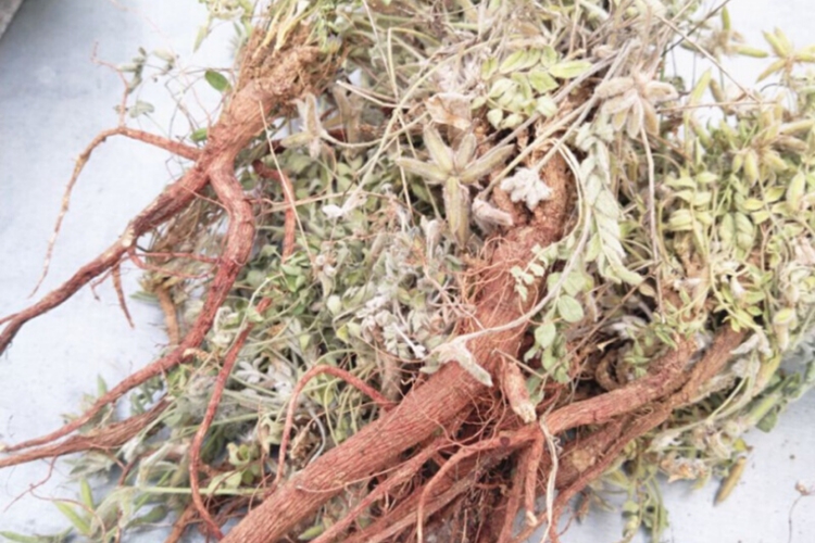 米口袋药材外观图 米口袋药材外观图