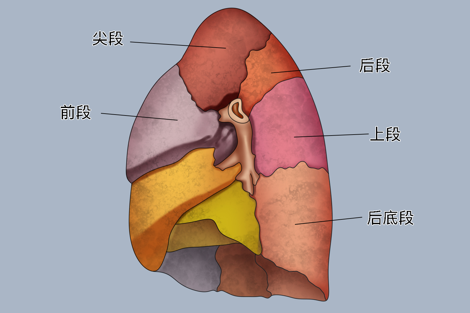 右肺上叶图