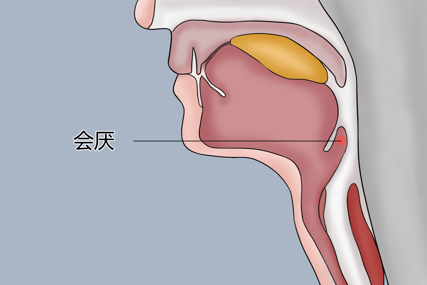 会厌位置手绘图