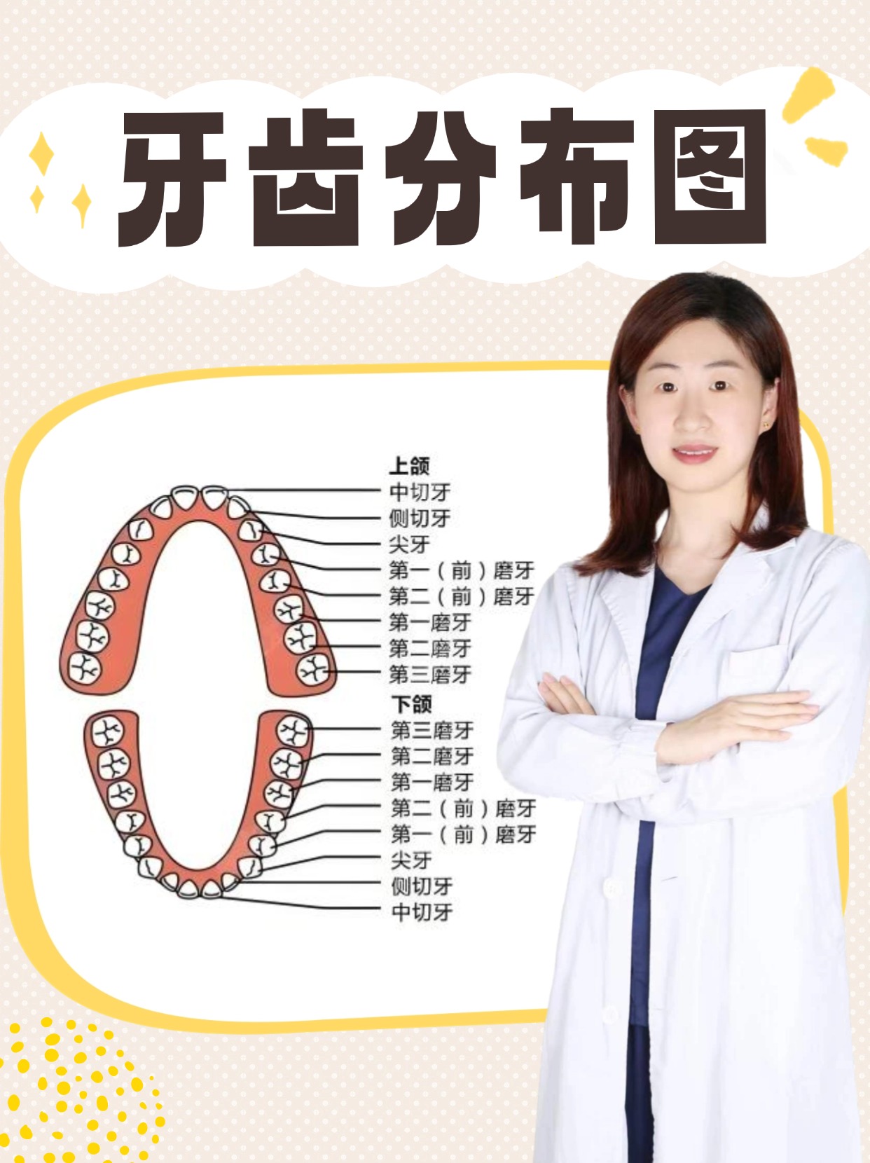 牙齿分布图