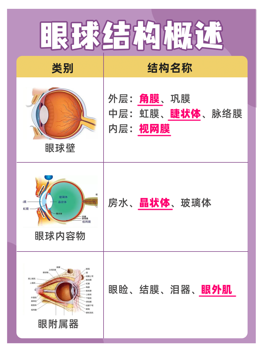 眼睛结构示意图