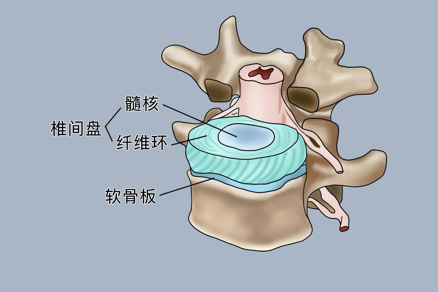 可引起第3