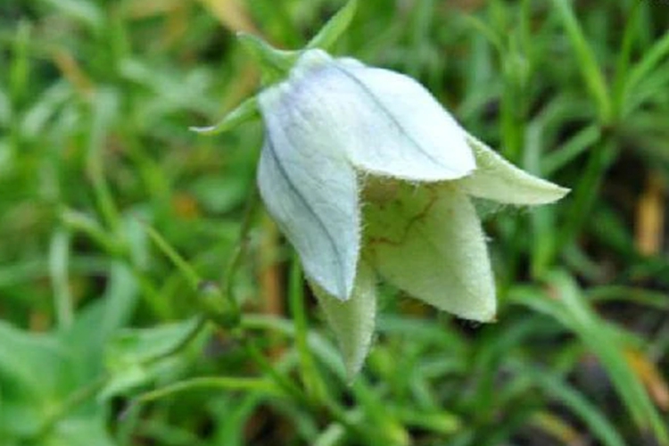 光叶党参植株图 光叶党参植株图