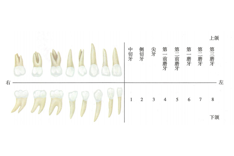 恒牙的牙根形态及名称图 恒牙的牙根形态及名称图