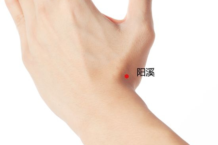 阳溪穴位置图 阳溪穴位置图