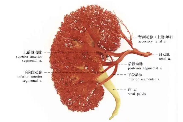 肾动脉解剖图