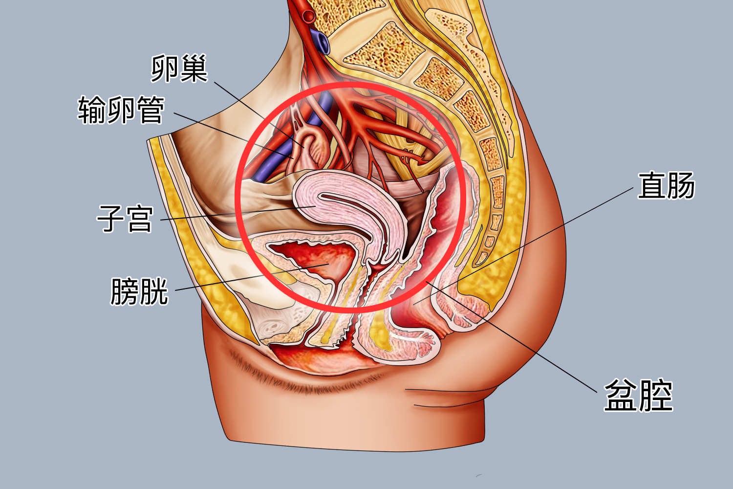 子宫和盆腔是一个地方吗