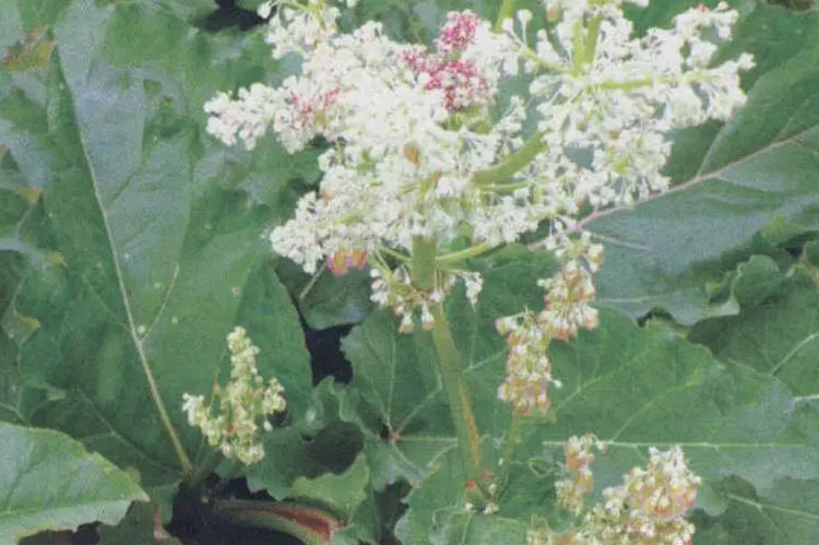 大黄原植物药用大黄图