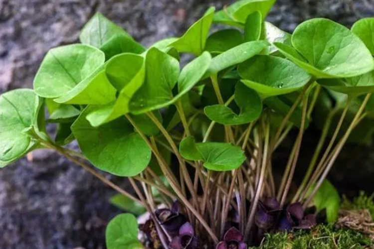 汉城细辛原植物图