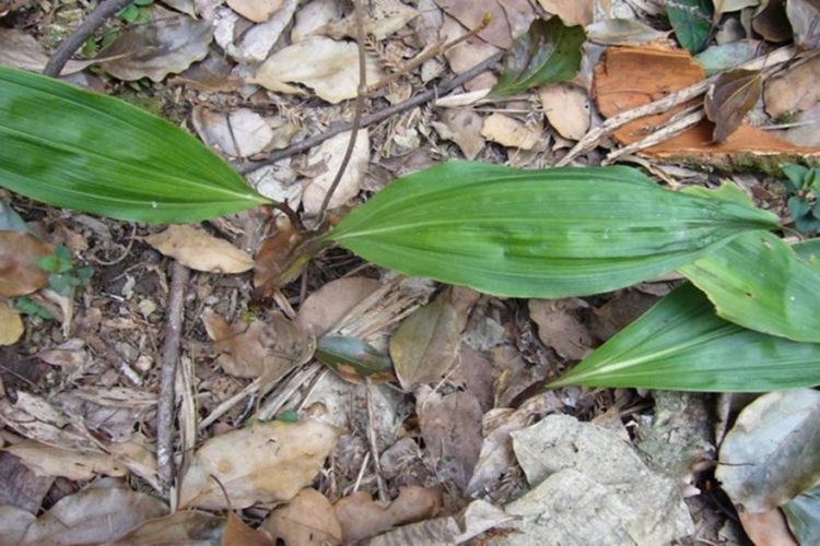 山慈菇杜娟兰植株图
