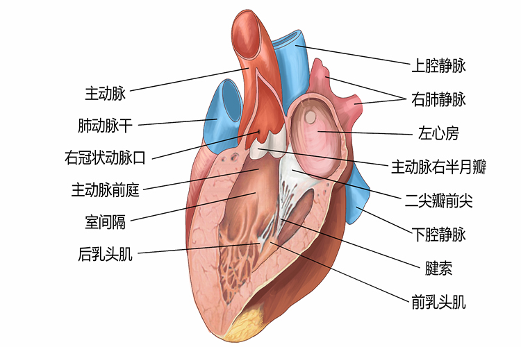 左心房、左心室结构图