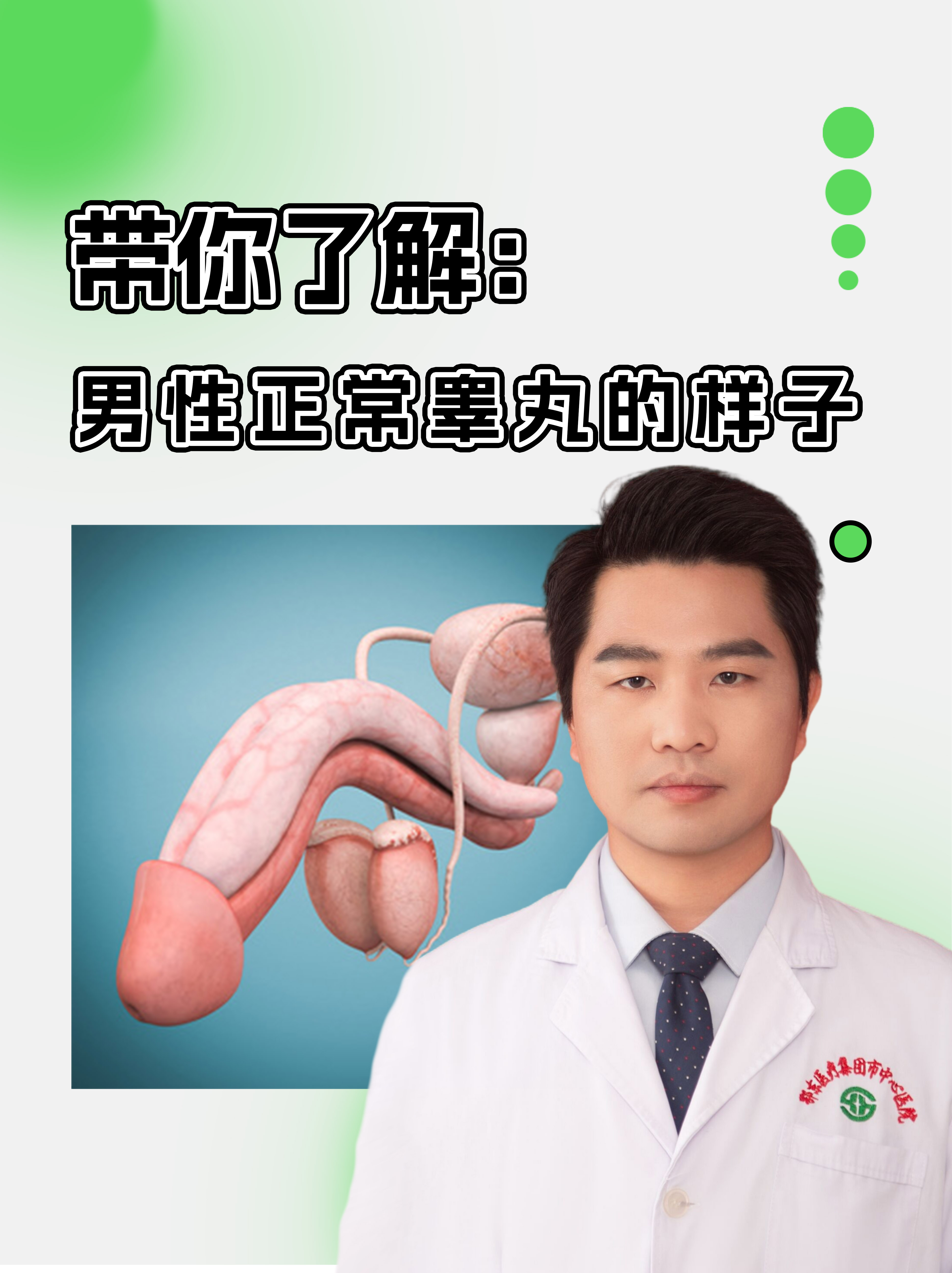 带你了解：男性正常睾丸的样子