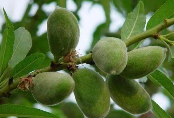 长柄扁桃植株图 长柄扁桃植株图