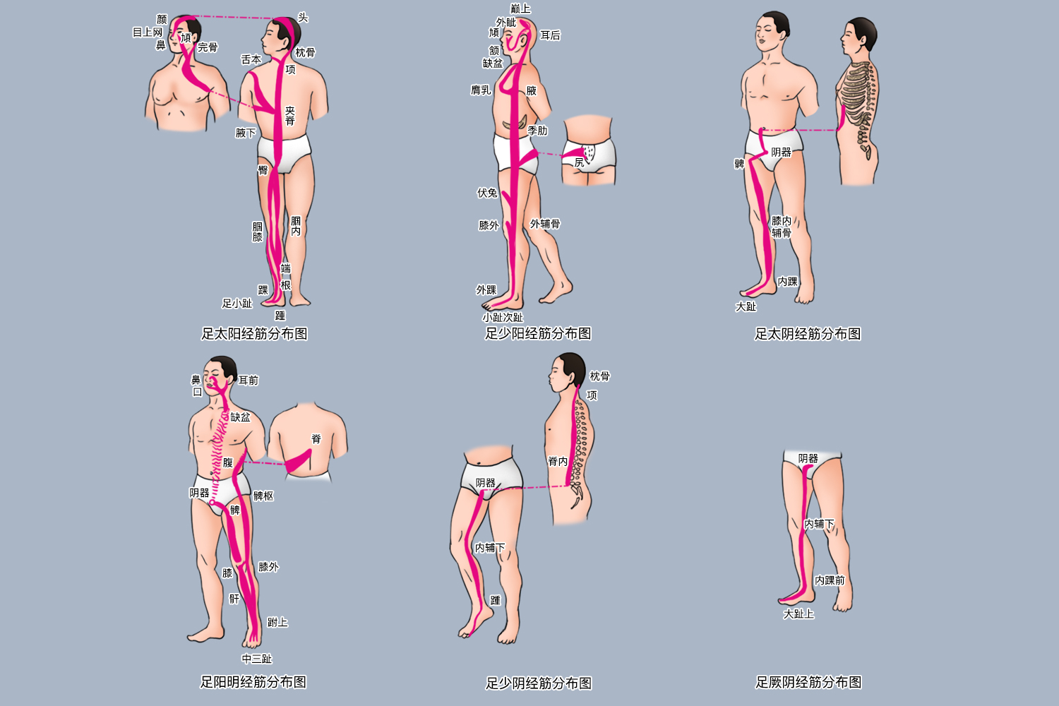 腿部刮痧经络图