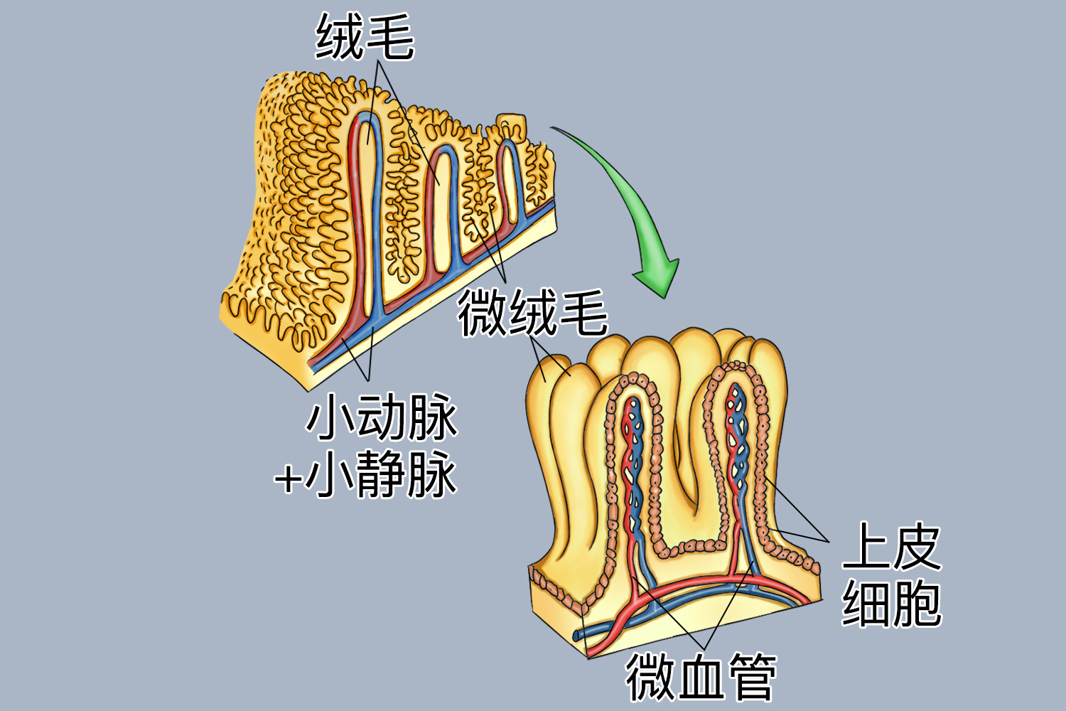 小肠绒毛结构图