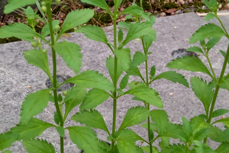 冰糖草植株图 冰糖草植株图