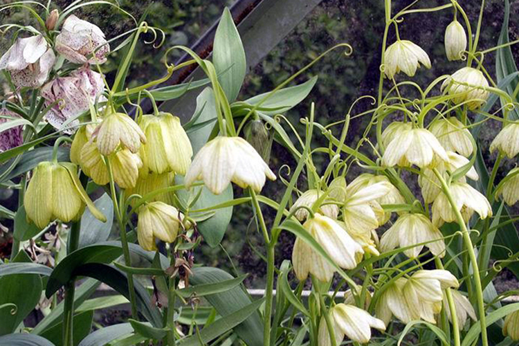 浙贝母植株图 浙贝母植株图