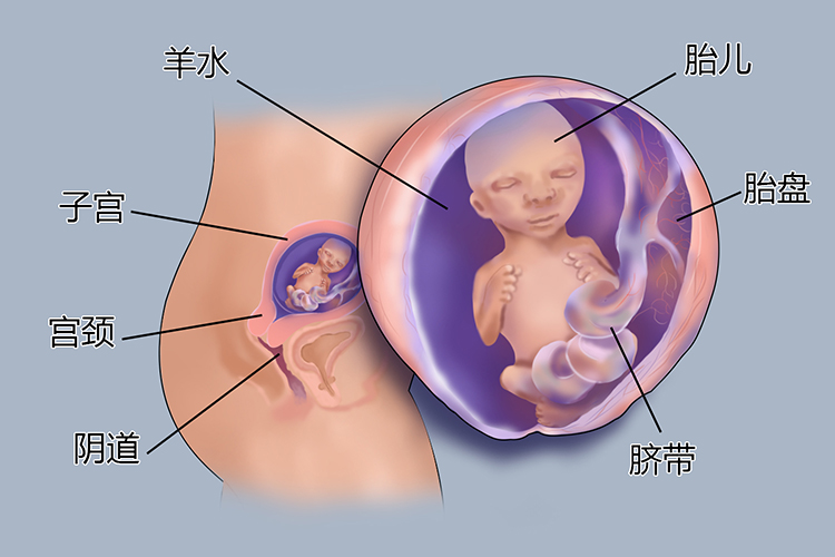 怀孕4个月胎儿图
