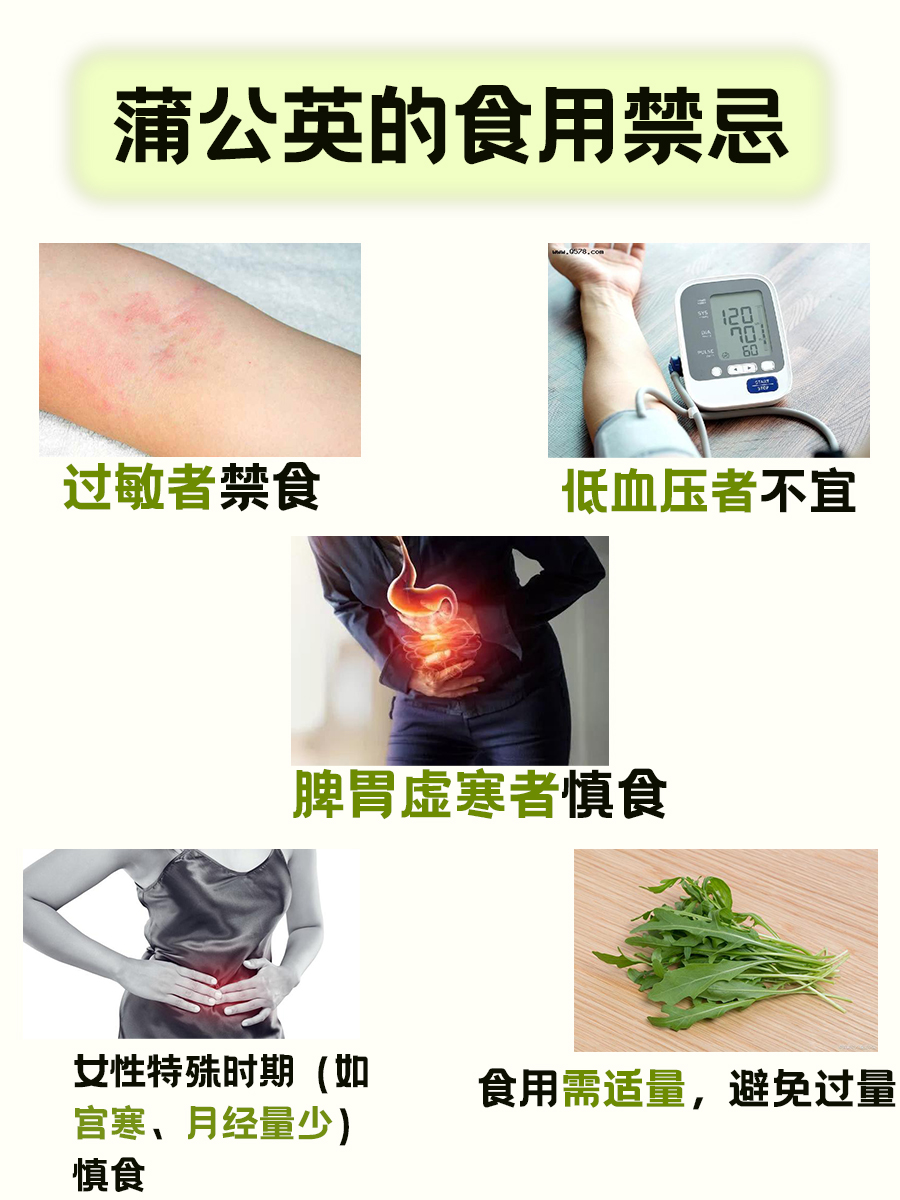 蒲公英：嘌呤界的“隐形侠”还是“高手”？