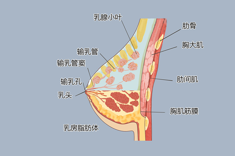 乳腺解剖结构图