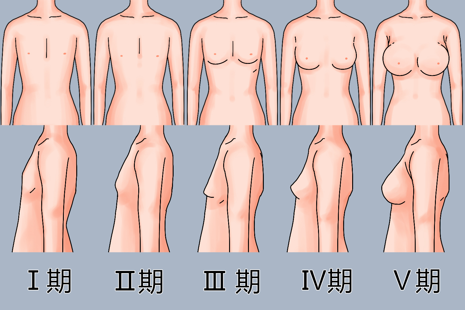 乳房发育图