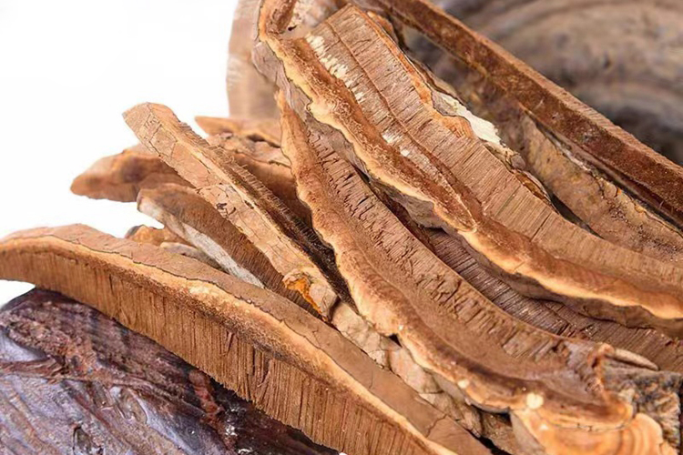 平盖灵芝药材图