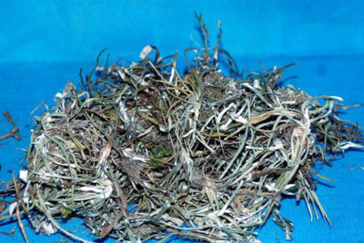 上青下白药材图