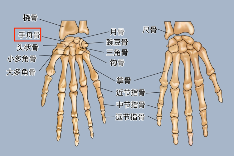 手舟骨图