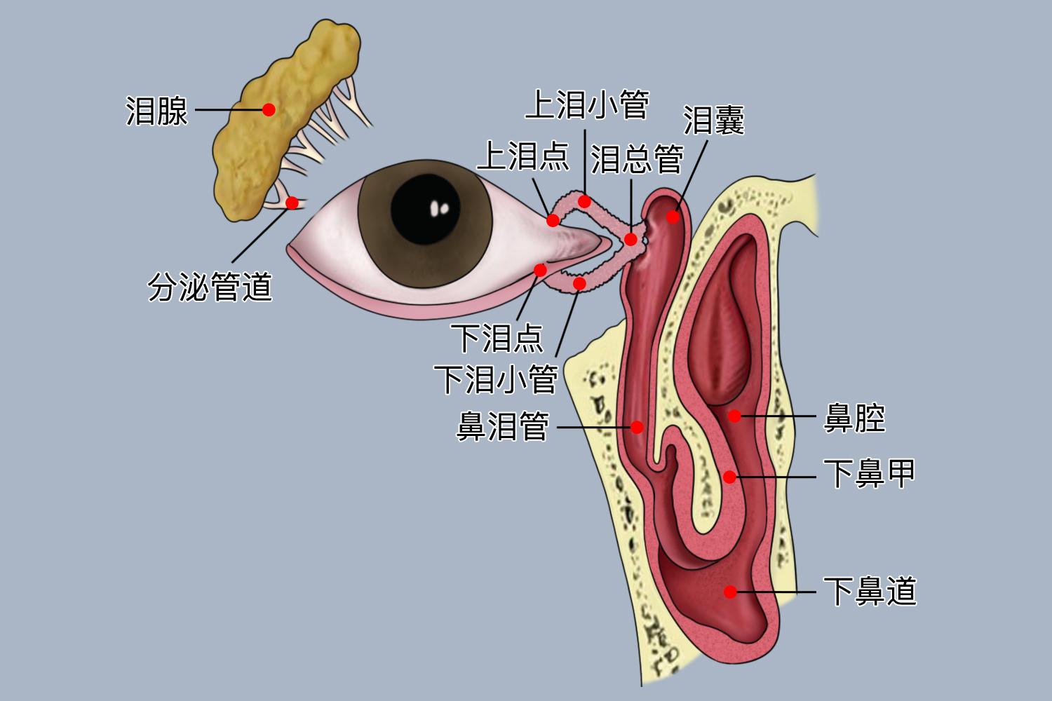 泪管的位置图片