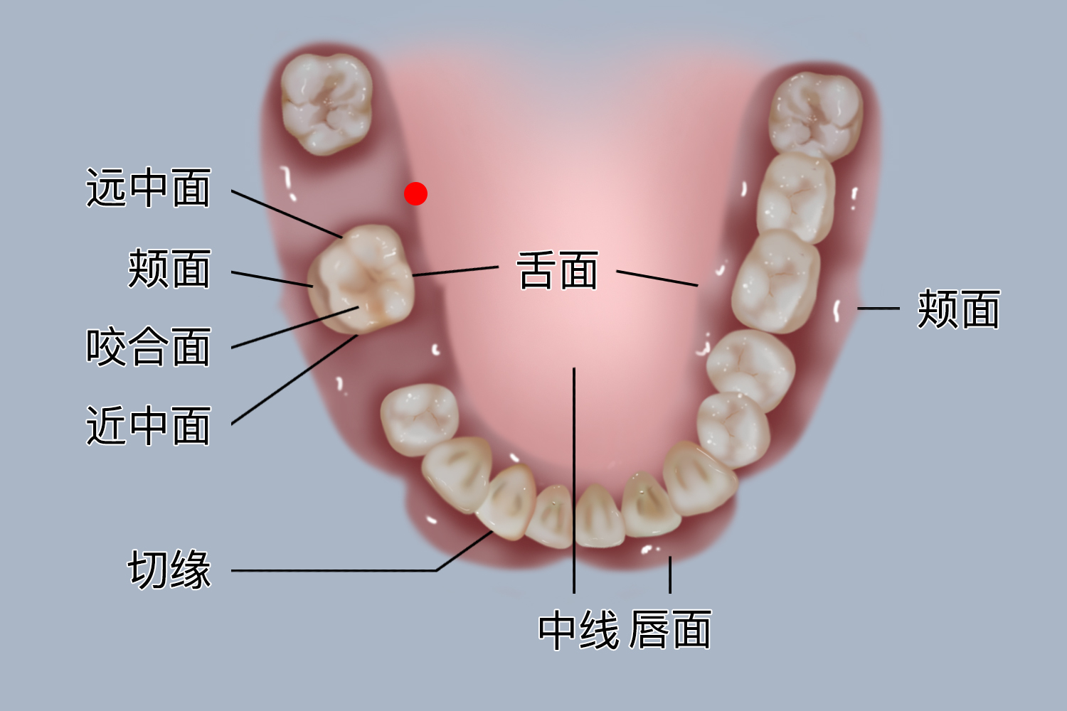牙冠各个面名称示意图图片